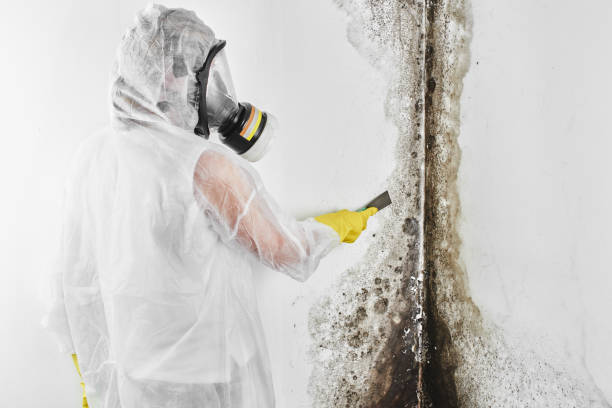 Best Best Mold Removal Companies  in Jamestown, ND