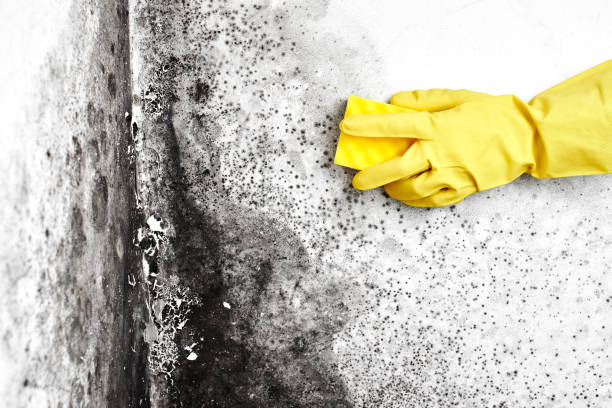 Best Mold Removal Specialists  in Jamestown, ND