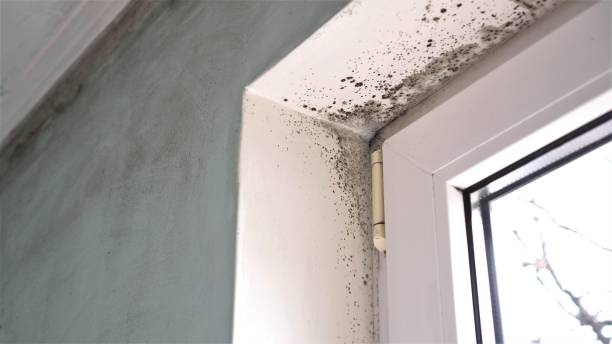 Best Emergency Mold Removal  in Jamestown, ND