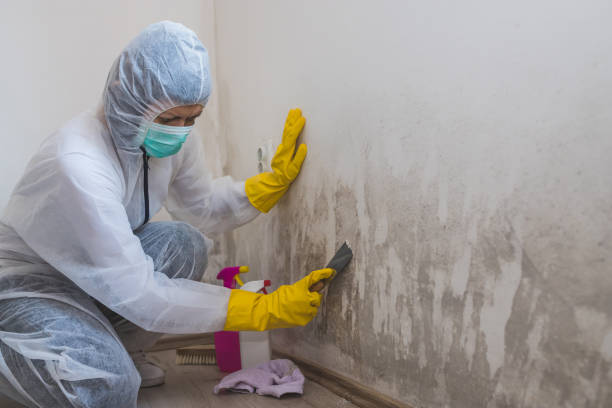 Best Water Damage Restoration  in Jamestown, ND