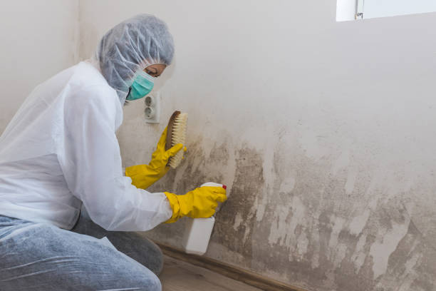Best Mold Removal Company Near Me  in Jamestown, ND