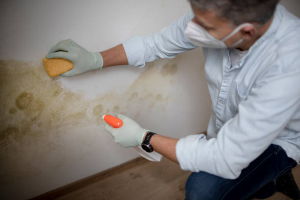 Best Emergency Mold Removal  in Jamestown, ND
