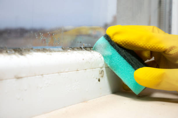 Best Attic Mold Removal  in Jamestown, ND