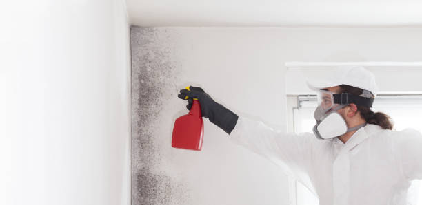 Professional Mold Removal in Jamestown, ND