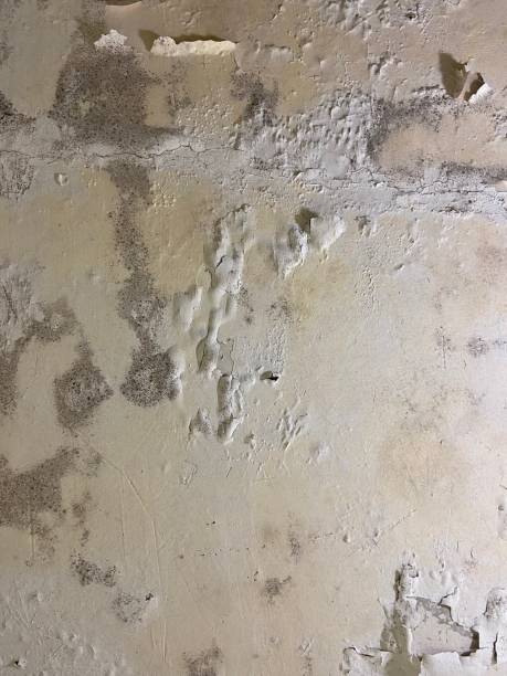 Best Mold Inspection  in Jamestown, ND