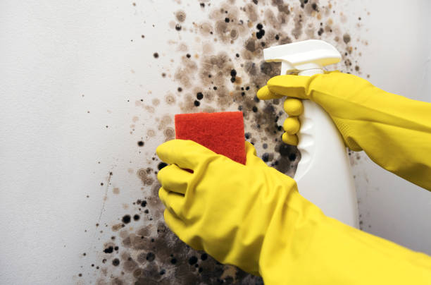 Best Same-Day Mold Removal  in Jamestown, ND