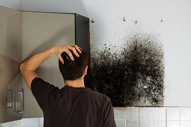 Professional Mold Removal in Jamestown, ND
